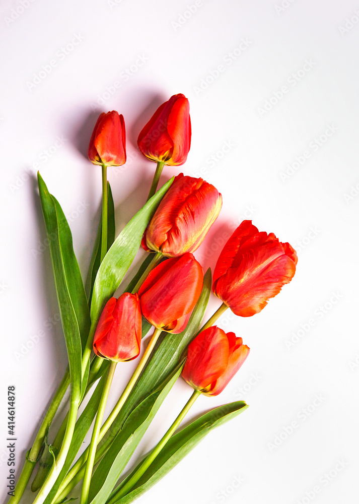 bunch of red tulips isolated on white bunch of red tulips isolated on white