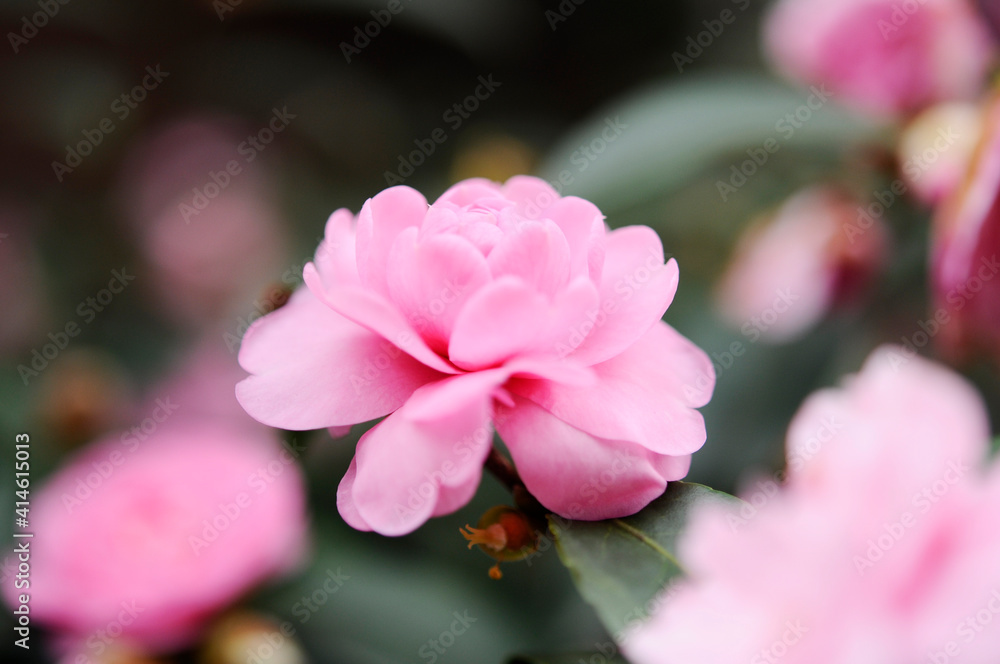 ピンク色の山茶花の花 ピンク色の山茶花の花