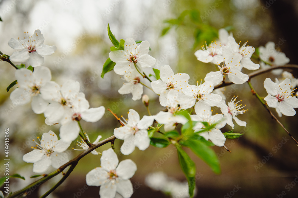 flowering tree. Cherry blossom in drops after rain