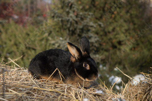 rabbit black and fiery on the hay on the background of coniferous trees
