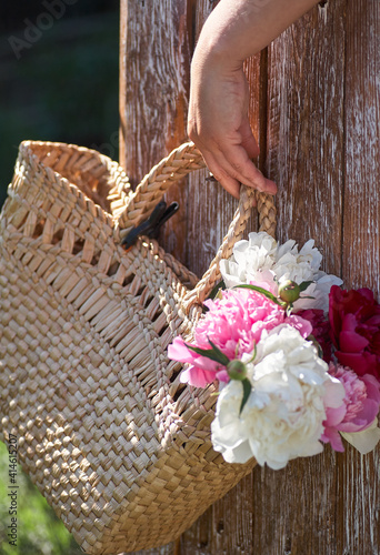 Flowers of pink red and white peonies in wicker basket on wooden table against wooden background. Women hand hold the basket with peonies.