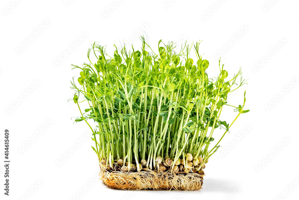 Micro green fresh pea sprouts isolated on white. healthy and fresh vegan food. Growing microgreens. Close-up, soft focus. Seed Germination at home. Windowsill garden. Eco farming Micro green fresh pea sprouts isolated on white. healthy and fresh vegan food. Growing microgreens. Close-up, soft focus. Seed Germination at home. Windowsill garden. Eco farming