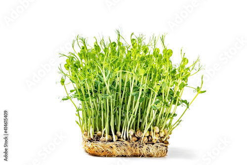 Micro green fresh pea sprouts isolated on white. healthy and fresh vegan food. Growing microgreens. Close-up, soft focus. Seed Germination at home. Windowsill garden. Eco farming
