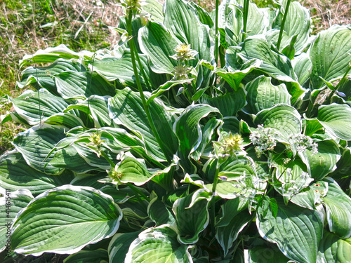 hosta undulata albomarginata with broad leaves with a white border photo