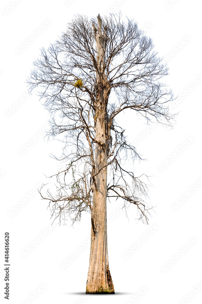 Fototapeta premium Dead tree isolated on white background.