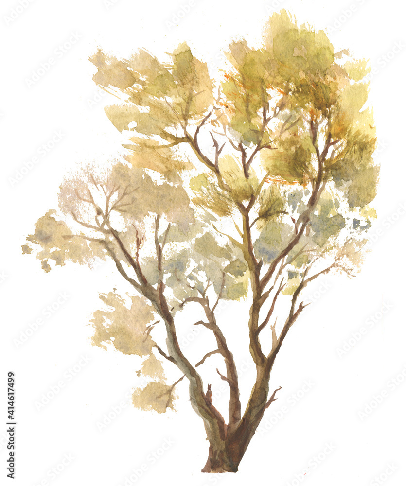 single autumn tree watercolor drawing on white background
