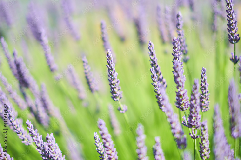 Obraz premium Lavender field in Yorkshire, UK