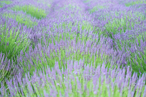 Lavender field in Yorkshire  UK