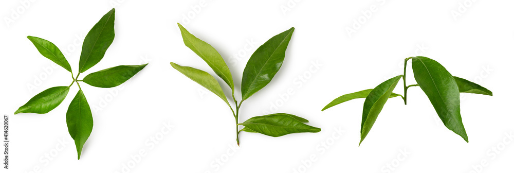 mandarin leaf isolated on a white background