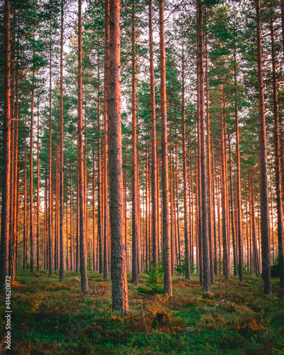Fototapeta Naklejka Na Ścianę i Meble -  Sunset glow in pine forest in Finland