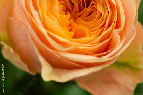 orange rose s bud macro view petals close-up background