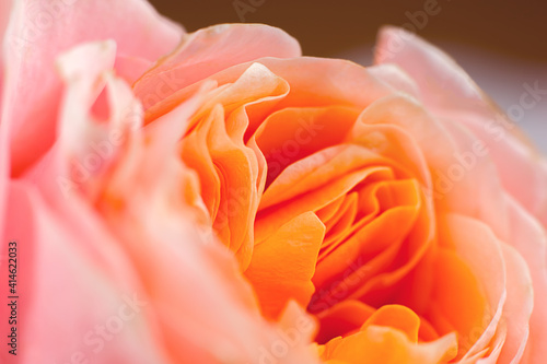 orange rose's bud macro view petals close-up background