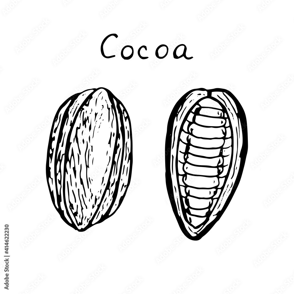 Set of cocoa fruit, whole and half, vector illustration, sketch Set of cocoa fruit, whole and half, vector illustration, sketch