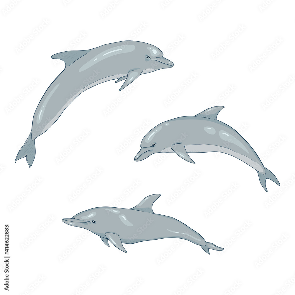 Fototapeta premium Vector Set of Cartoon Dolphins
