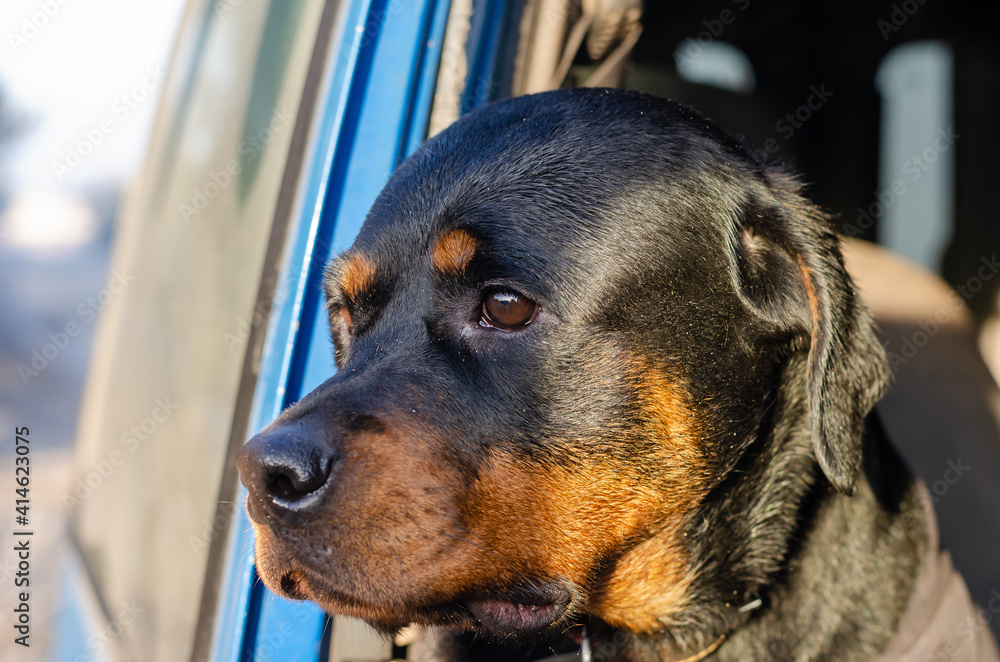 Fototapeta premium A portrait of a Rottweiler looking out the open window of a blue car.