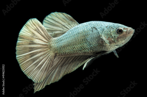 Betta fish solid cooper Halfmoon siamnese Fighting Fish Splendens isolated on black background photo