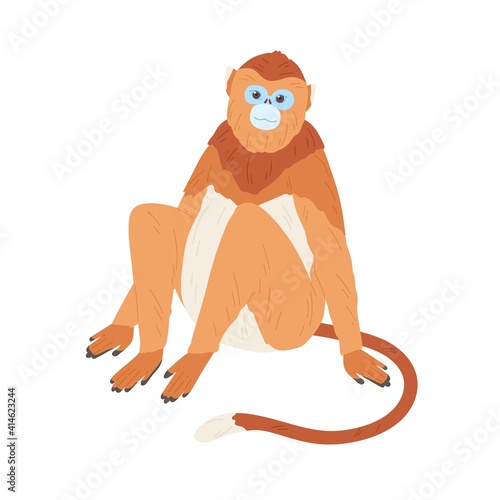 Chinese golden monkey with blue face and snub nose. Hand-drawn exotic Asian animal with long tail and limbs. Colorful flat vector illustration isolated on white background