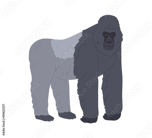 Stocky ape or gorilla standing on four legs and leaning on forelimbs. African...