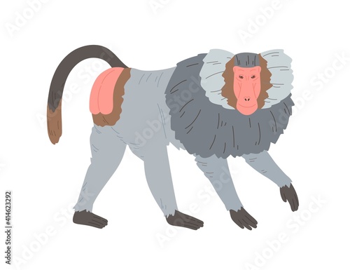 Hamadryas baboon standing on four legs. Silvery gray monkey with hairy cape o...