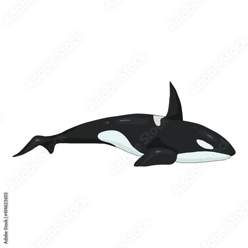 Vector Cartoon Orca. Killer Whale Illustration.