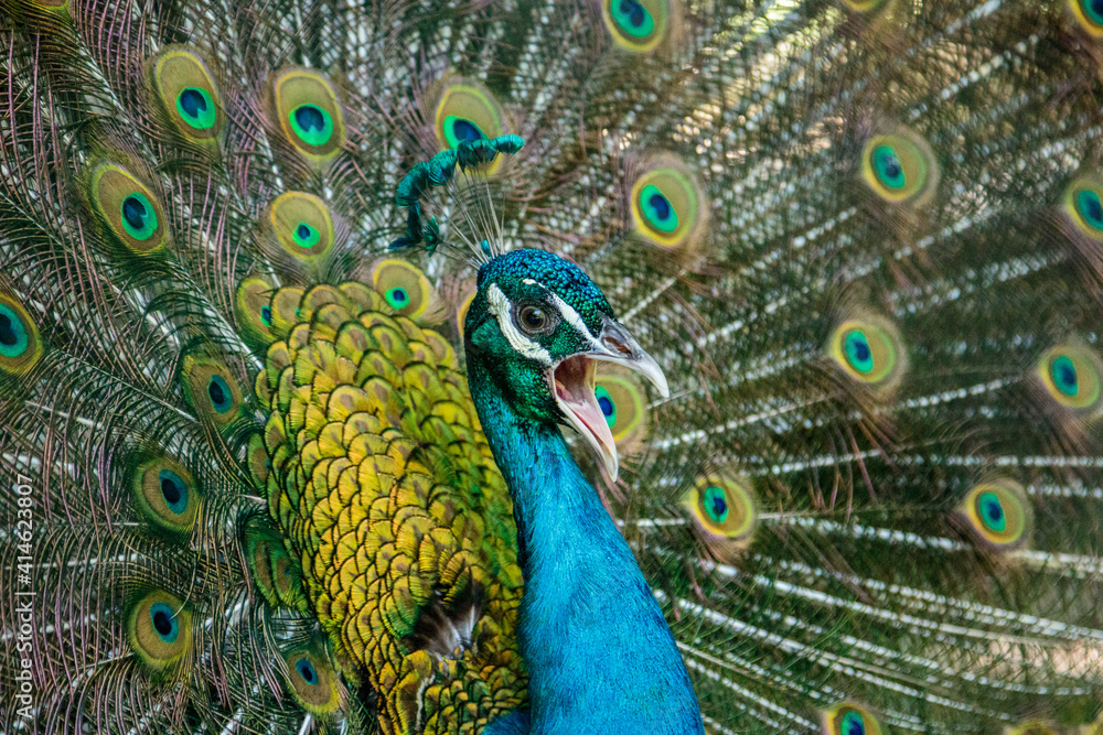 Obraz premium closeup portrait of a male peacock head
