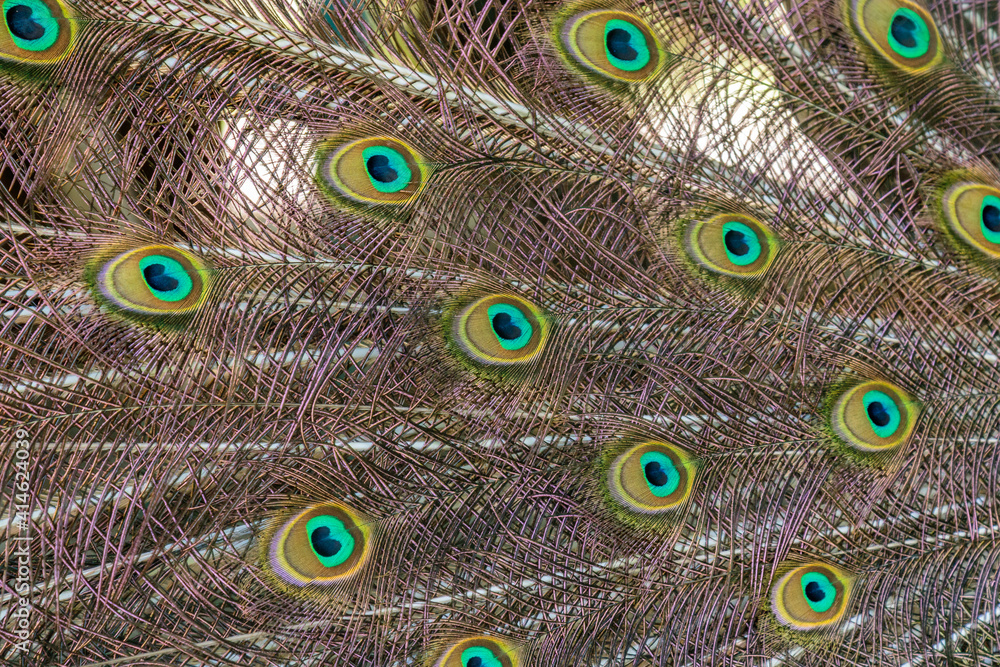 Obraz premium closeup portrait of a male peacock feathers and tail