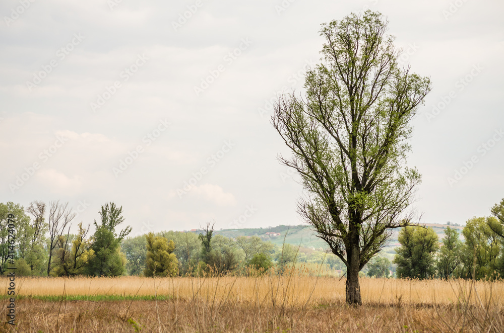 Fototapeta premium Landscape, in front of the forest sown with reeds, Petrovaradin, Novi Sad, Serbia