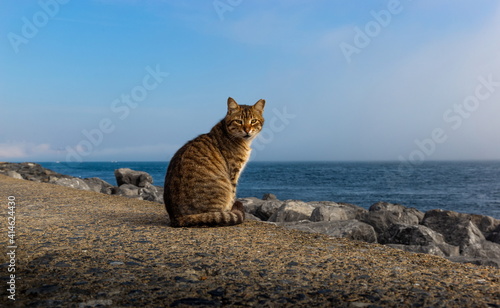 Cat sitting on a sea coast.