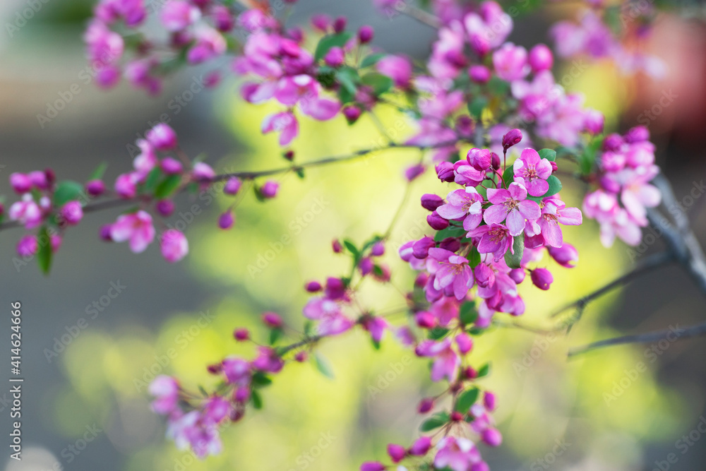 Pink cherry flowers on the tree Pink cherry flowers on the tree