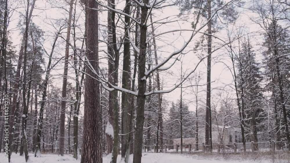 snowy pine forest in winter in frost snowy pine forest in winter in frost