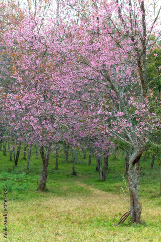 Wild Himalayan Cherry at Phu Lom Lo  Northern Thailand