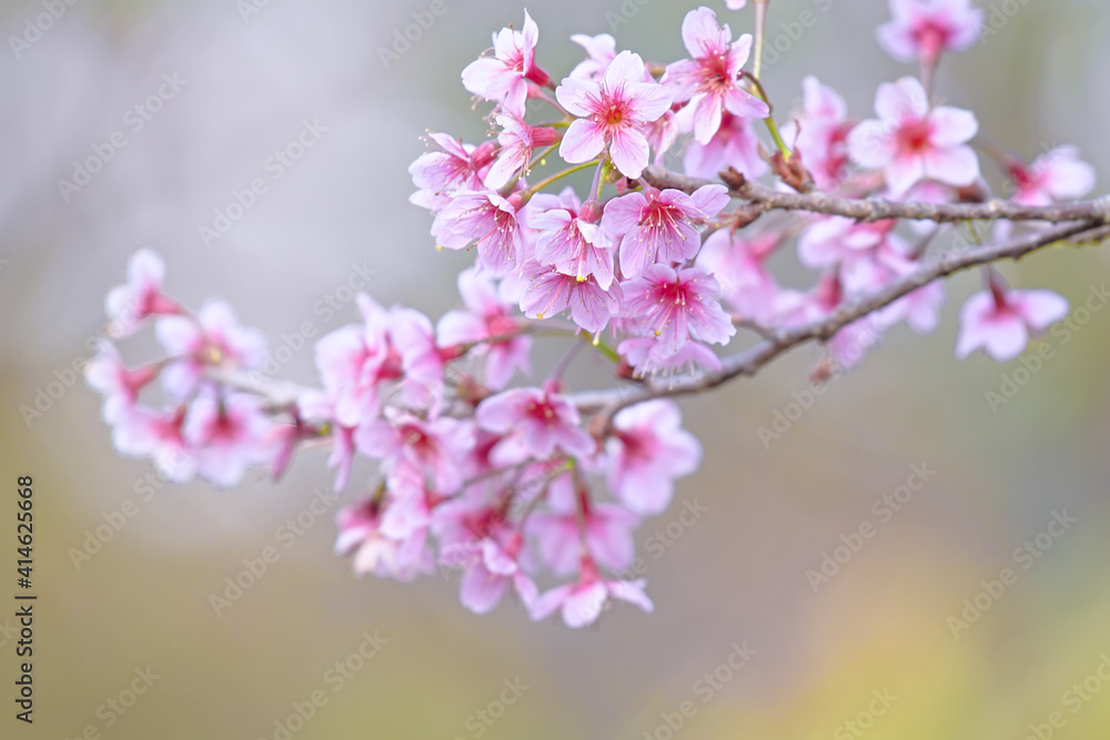 Wild Himalayan Cherry at Phu Lom Lo  Northern Thailand