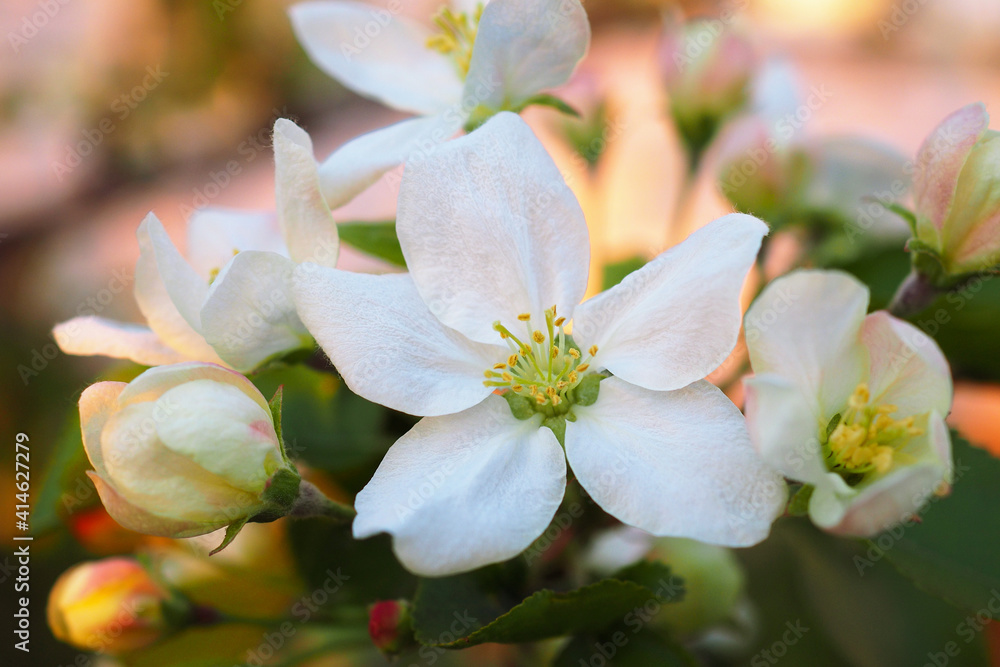 Obraz premium White flowers of an apple tree close-up at sunset. Petals, pistils, stamens, buds and leaves. Blooming fruit tree in spring. Gentle illustration about the beginning of summer. Macro