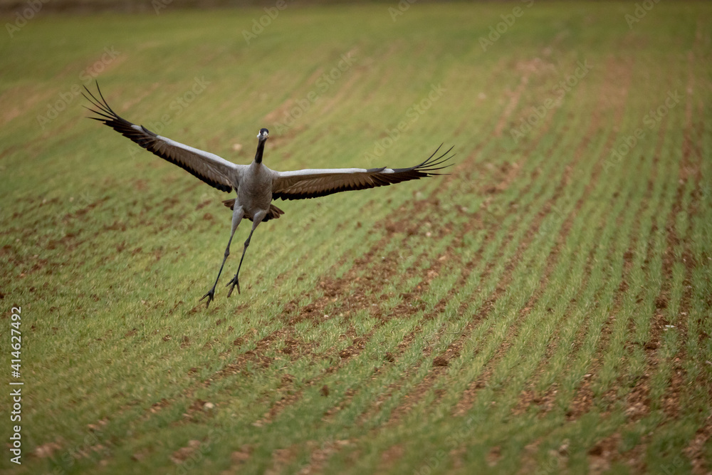 Grulla en la laguna de Gallocanta, Grua europea