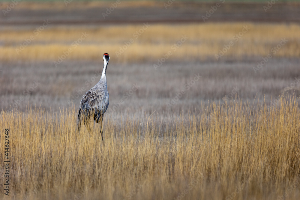 Grulla en la laguna de Gallocanta, Grua europea