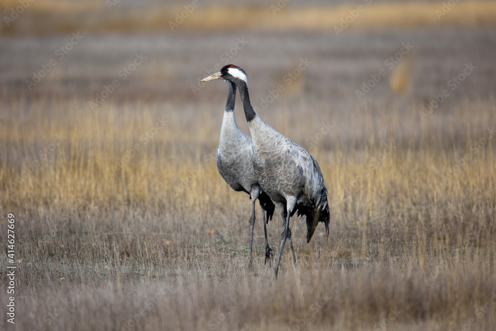 Grulla en la laguna de Gallocanta, Grua europea