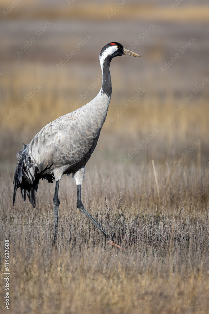 Grulla en la laguna de Gallocanta, Grua europea Grulla en la laguna de Gallocanta, Grua europea