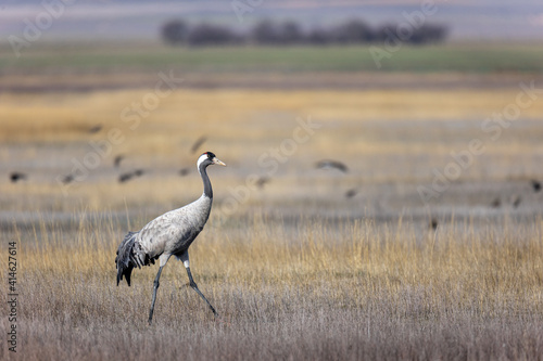 Obraz na płótnie Grulla en la laguna de Gallocanta, Grua europea w salonie