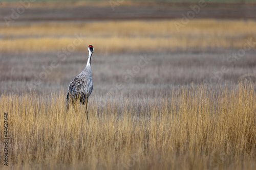 Obraz na płótnie Grulla en la laguna de Gallocanta, Grua europea w salonie