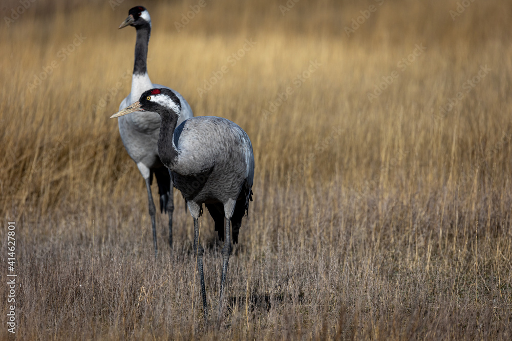 Grulla en la laguna de Gallocanta, Grua europea