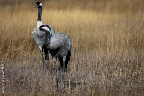 Grulla en la laguna de Gallocanta, Grua europea