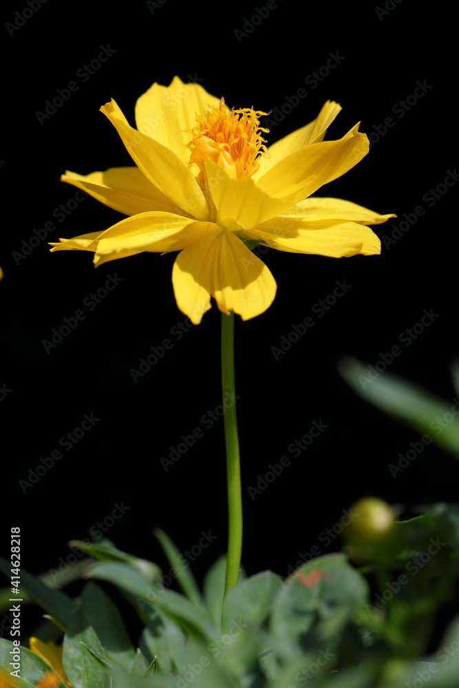 Obraz premium Closeup Yellow Cosmos Flower in dark background