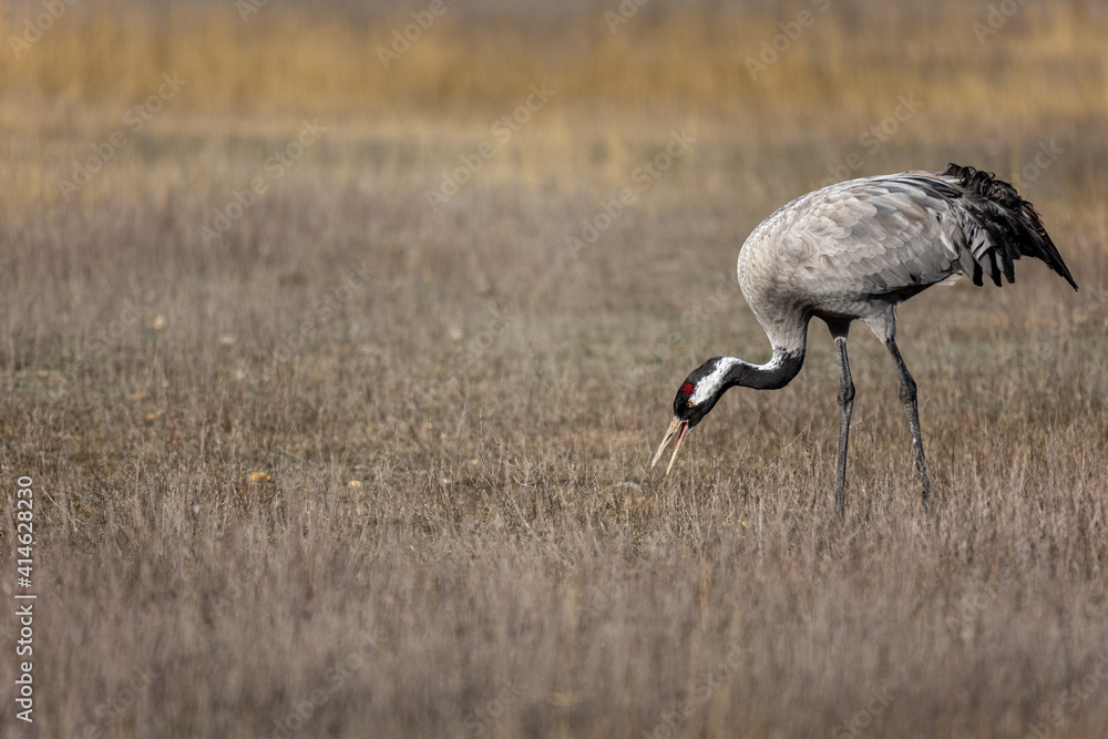 Grulla en la laguna de Gallocanta, Grua europea