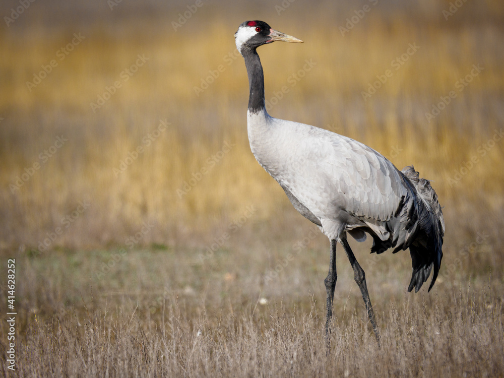 Grulla en la laguna de Gallocanta, Grua europea Grulla en la laguna de Gallocanta, Grua europea