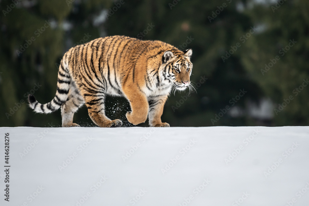 Obraz premium Tiger in wild winter nature, running in the snow. Action wildlife scene with dangerous animal. Cold winter in taiga, Russia. Snowflakes with beautiful Siberian tiger, Panthera tigris altaica