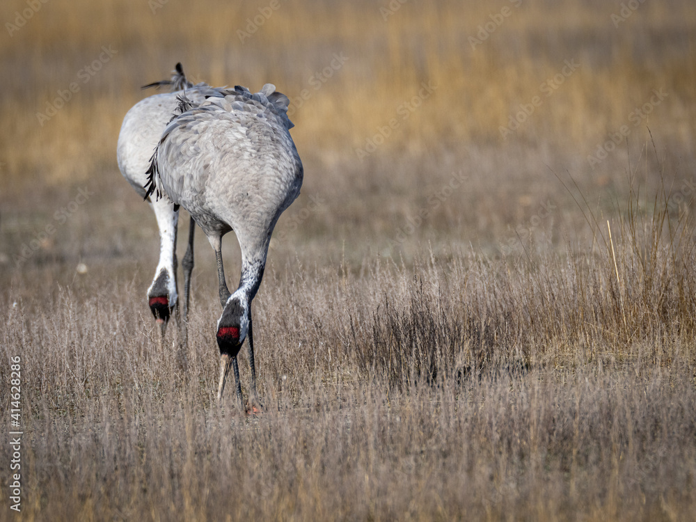 Grulla en la laguna de Gallocanta, Grua europea