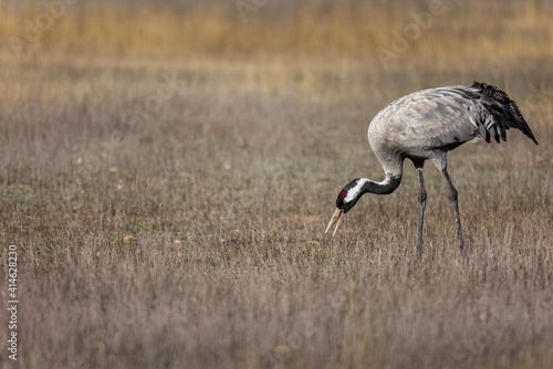Obraz na płótnie Grulla en la laguna de Gallocanta, Grua europea w salonie