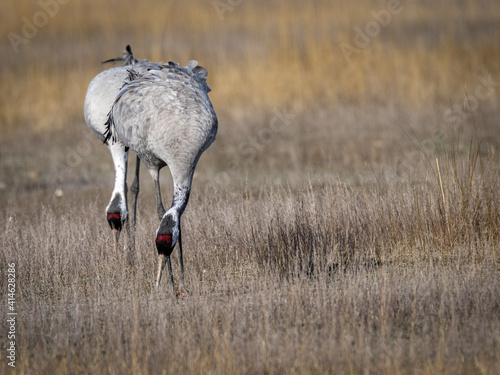 Obraz na płótnie Grulla en la laguna de Gallocanta, Grua europea w salonie