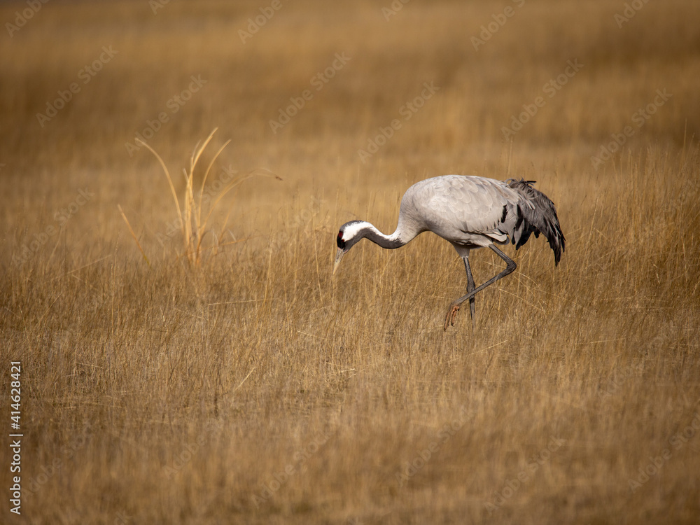 Grulla en la laguna de Gallocanta, Grua europea