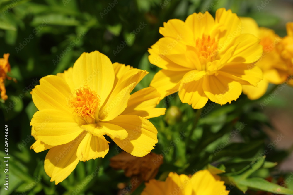 Closeup Yellow Cosmos Flowers in garden Closeup Yellow Cosmos Flowers in garden